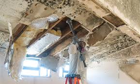 Best Mold Odor Removal Services  in Sturgis, SD